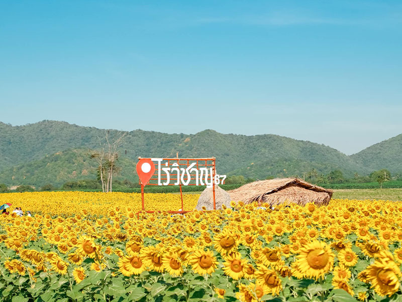 พาเที่ยว ทุ่งทานตะวันไร่วิชาญ (Rai Wichan Sunflower Field) อากาศดี วิวดีสุดล้อมด้วยภูเขาที่ลพบุรี 1733318136Sayhithailand01.jpg