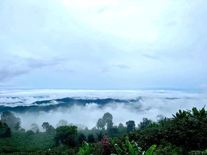 สวนยาหลวง ( Suan Ya Luang ) ธรรมชาติ เขียว สวย สามฤดู แบบฟินๆ | สวนยาหลวงจังหวัดน่าน 1733380134Sayhithailand01.jpg