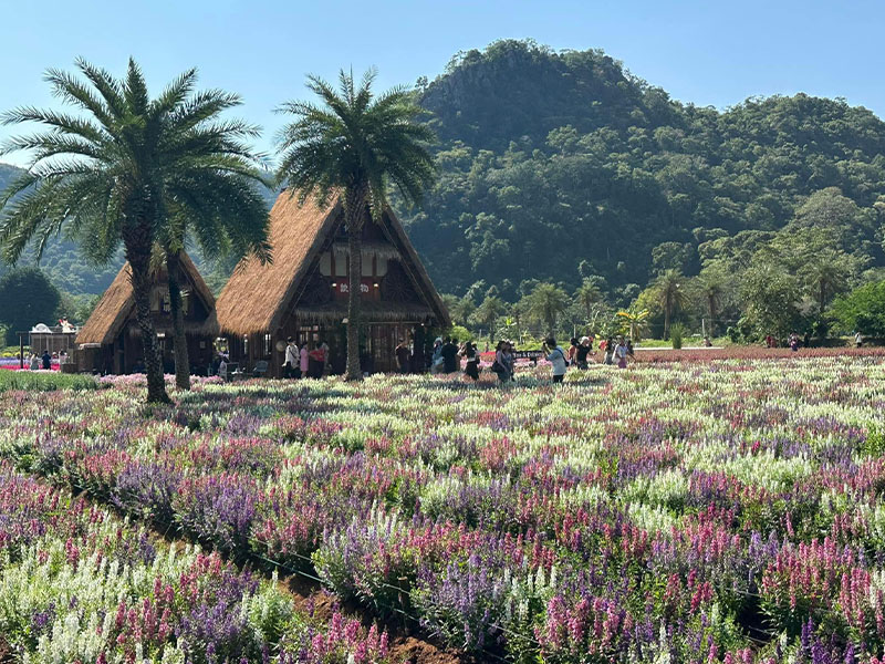 สวนดอกไม้เขาใหญ่ Hokkaido Flower Park Khaoyai ปากช่อง นครราชสีม 1734617495Sayhithailand01.jpg