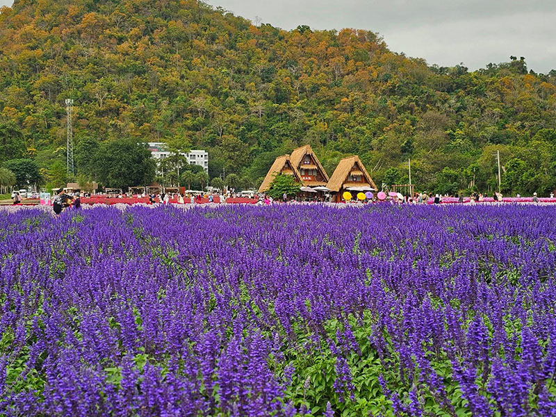 สวนดอกไม้เขาใหญ่ Hokkaido Flower Park Khaoyai ปากช่อง นครราชสีม 1734617495Sayhithailand02.jpg