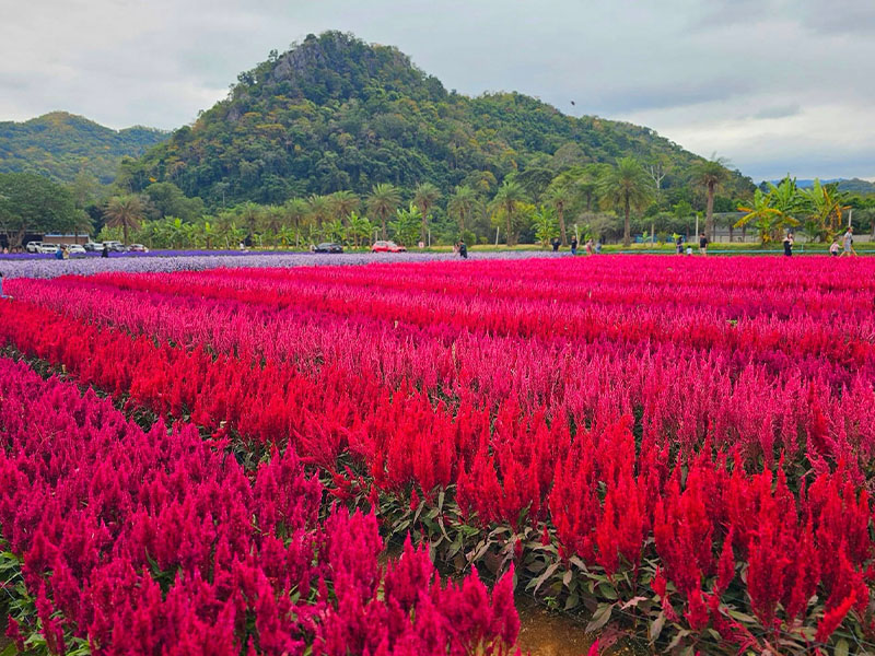 สวนดอกไม้เขาใหญ่ Hokkaido Flower Park Khaoyai ปากช่อง นครราชสีม 1734617495Sayhithailand03.jpg