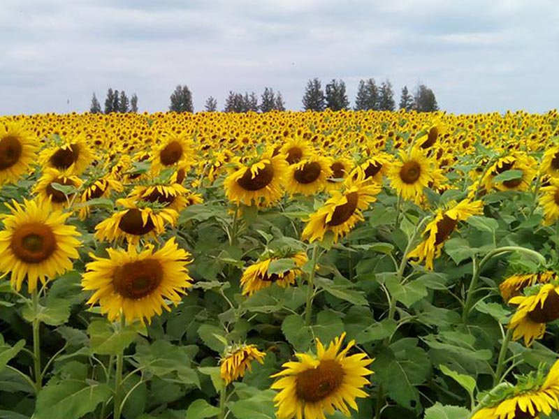 ทุ่งทานตะวัน ไร่มณีศร ( Manee Sorn farm ) อำเภอปากช่อง | นครราชสีมา 1746339429Sayhithailand01.jpg