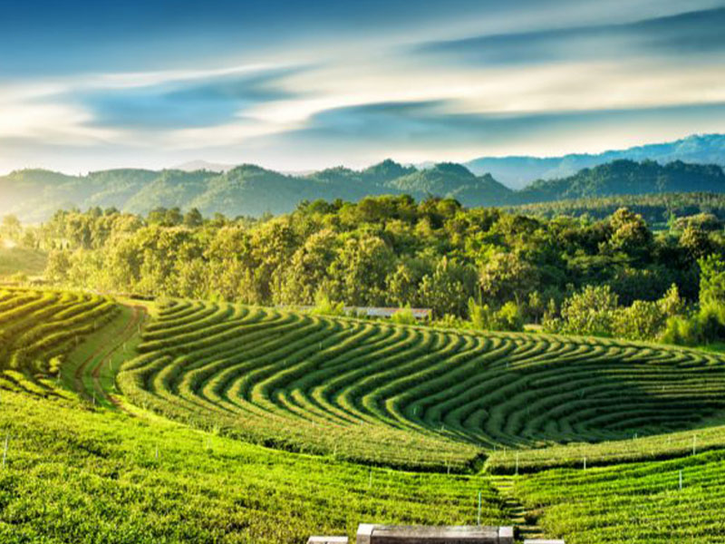 ไร่ชาฉุยฟง ( Choui Fong Tea Plantation @ChiangRai ) | แม่จัน เชียงราย 1748352882Sayhithailand01.jpg