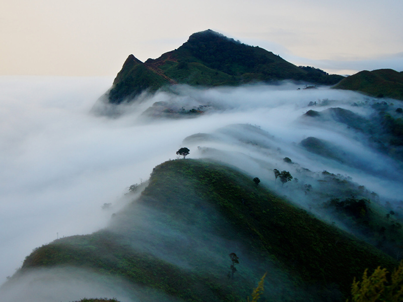 ดอยผาตั้ง ( Doi Pha Tang @ChiangRai ) ชมดอกพญาเสือโคร่ง เวียงแก่น |เชียงราย 1748354693Sayhithailand02.jpg
