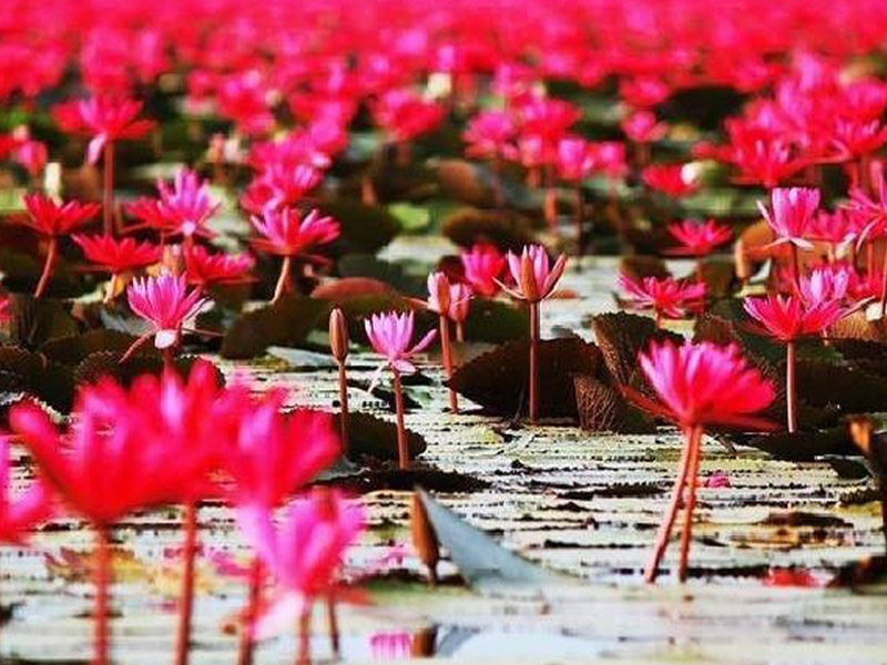 วังหนองบัวแดง (Wang Nong Bua Daeng ) เป็นหนองน้ำธรรมชาติ ตำบลปะโค | หนองคาย 1750559383Sayhithailand01.jpg