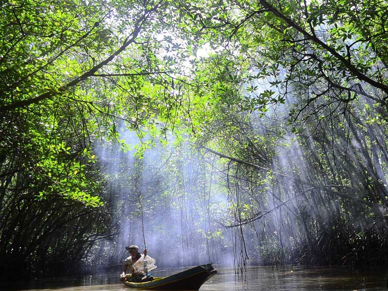 ที่ท่องเที่ยว ป่าชายเลนบางปู (Bang Pu Mangrove Forest ) | จังหวัดปัตตานี 1755939059Sayhithailand01.jpg
