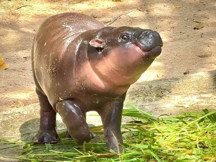 พาเที่ยว สวนสัตว์เปิดเขาเขียว (Khao Kheow Open Zoo) บางพระ จ.ชลบุรี 1730558181Product03.jpg