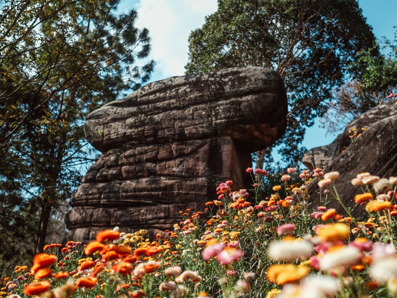 ที่เที่ยวทุ่งดอกกระดาษ ( Paper Flower Fields ) | พิษณุโลก 1749285680Sayhithailand01.jpg