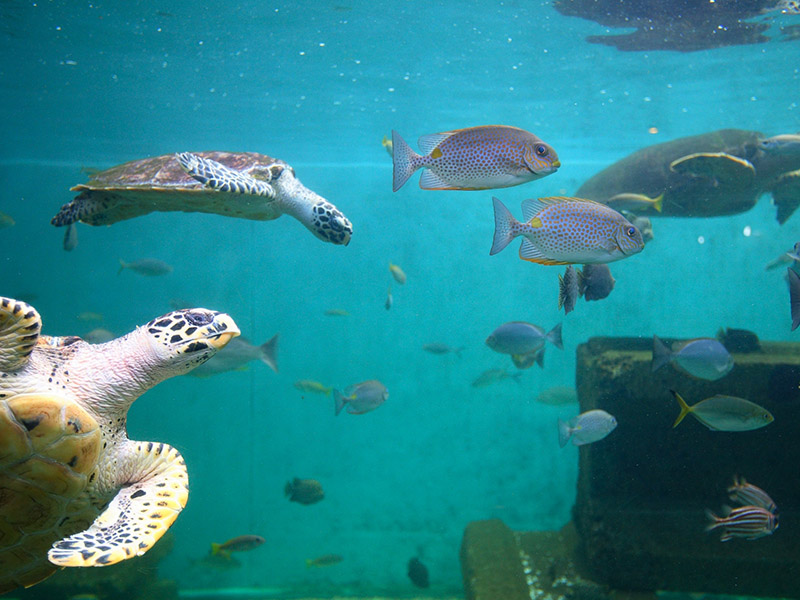 ที่ท่องเที่ยวชมโลกใต้ทะเล (Rayong Aquarium ) สถานแสดงพันธุ์สัตว์น้ำระยอง | ระยอง 1760243770Sayhithailand01.jpg