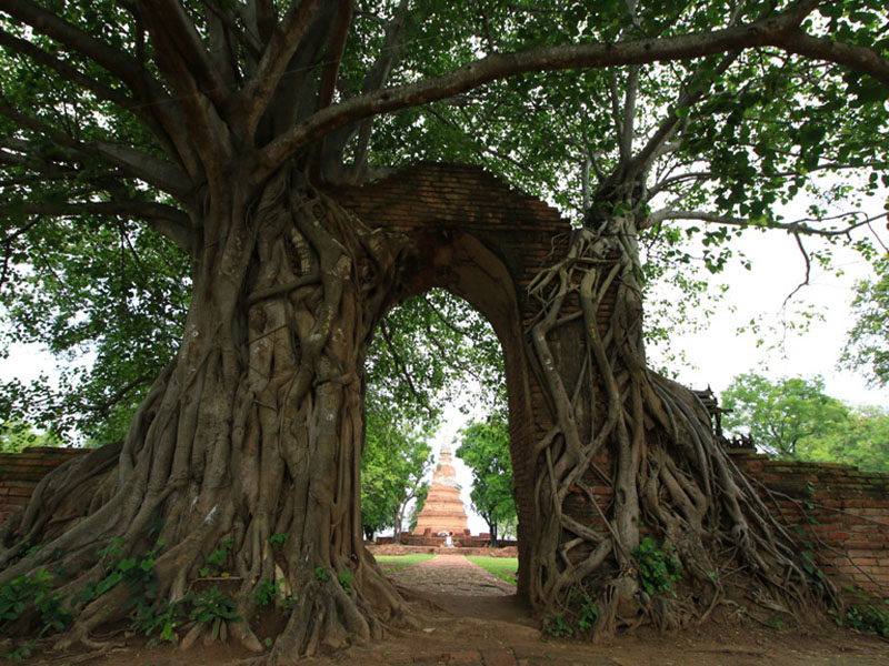 1760271812Sayhithailand01.jpg