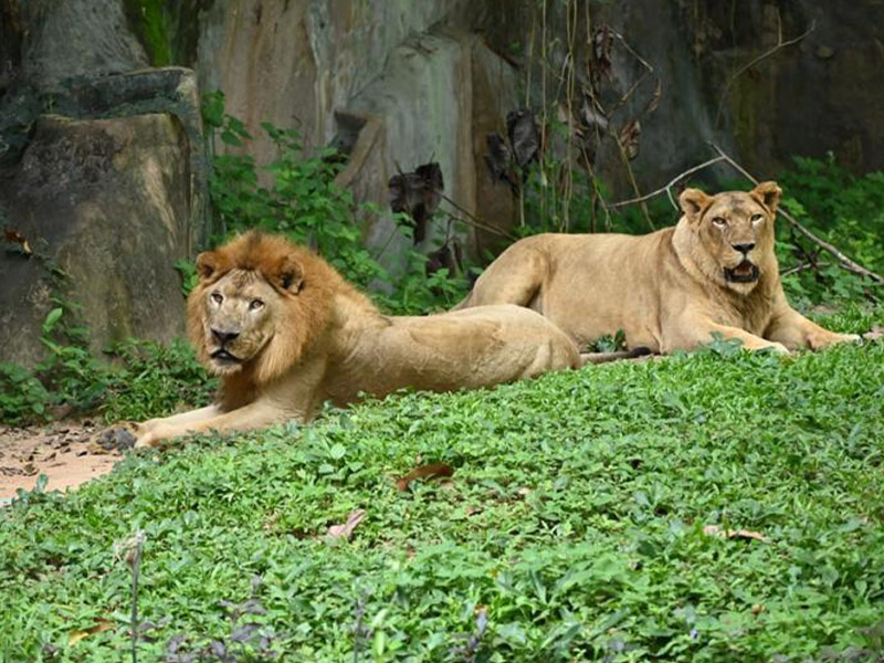 สวนสัตว์อุบลราชธานี ( Ubon Ratchathani Zoo ) | อุบลราชธานี 1760847717Sayhithailand02.jpg