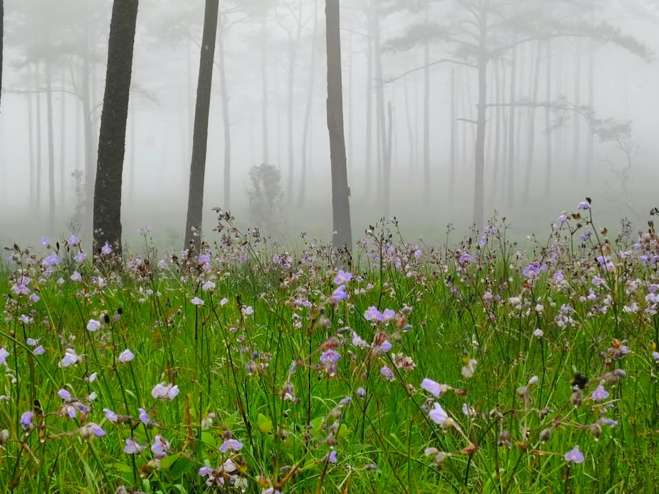 Phu Soi Dao National Park | Uttaradit